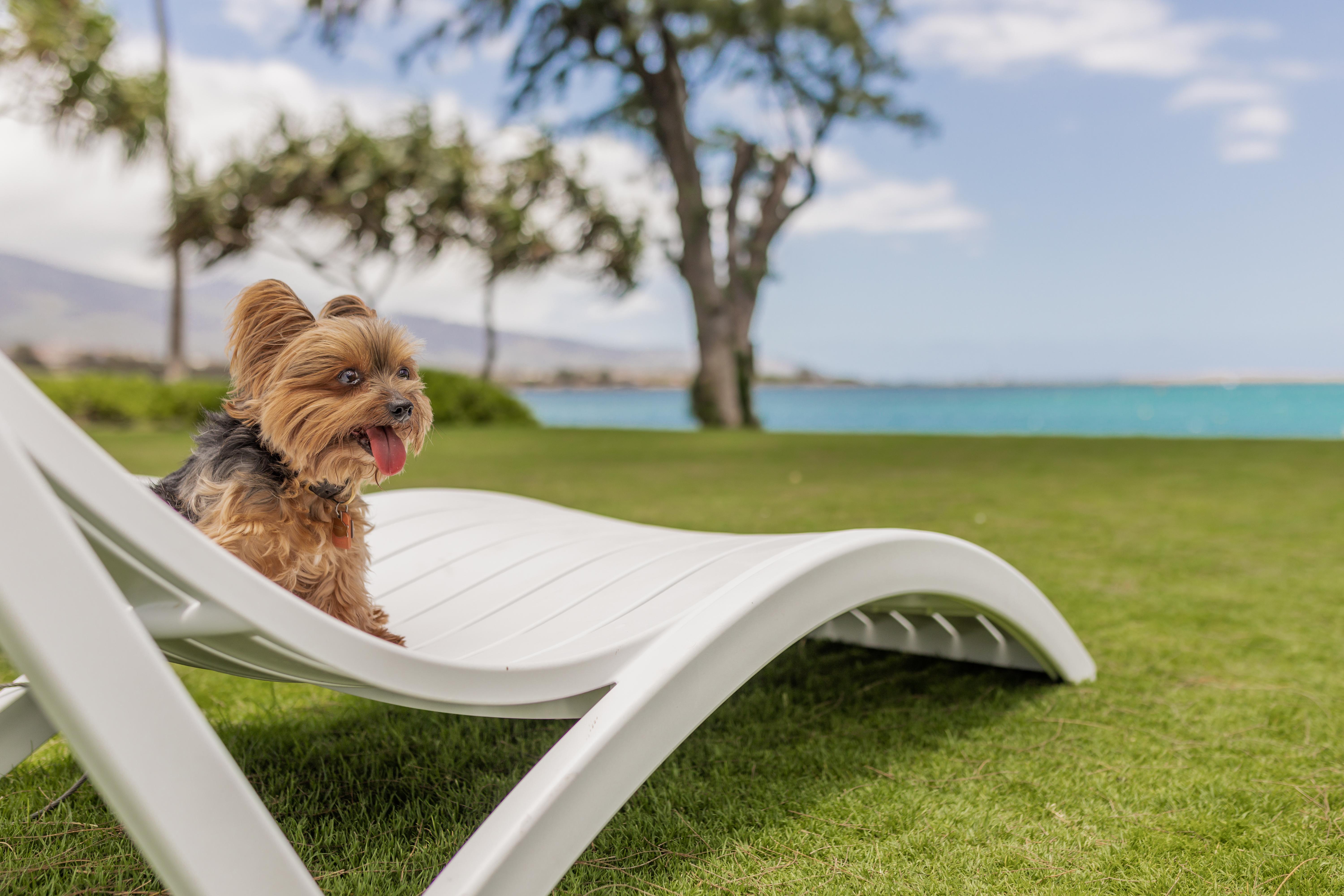 Maui Hotel